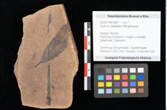 Foto (Objekt + Etikett) von Quercus palaeoilex Ettingshausen (NHMW-GEO-2024-0188-0847)
